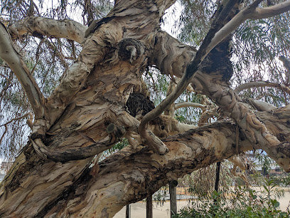 A-bombed survivor Eucalyptus tree