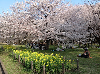 Cherry Blossom Garden