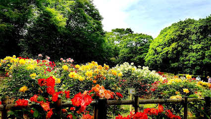 Rose Garden