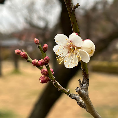 Plum Trees