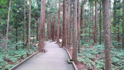 Maruyama Primeval Forest