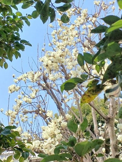 秋の陽公園 花の森