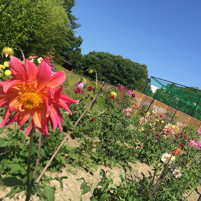 Hemerocallis Garden