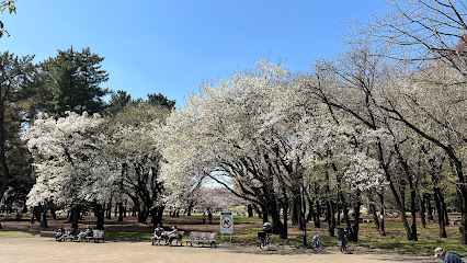Tulip Tree Square, Hikarigaoka Park