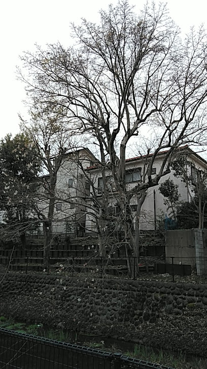 東久留米名木百選No.38コブシ