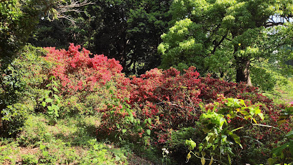 Azalea garden