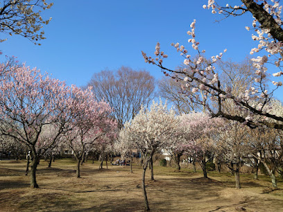 Plum Grove