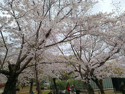 G7 Somei-Yishino Cherry Blossom Tree