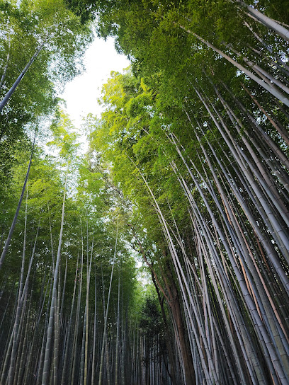 Bamboo Garden