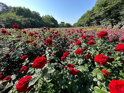 Rose Garden