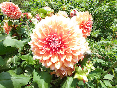 Flowerland