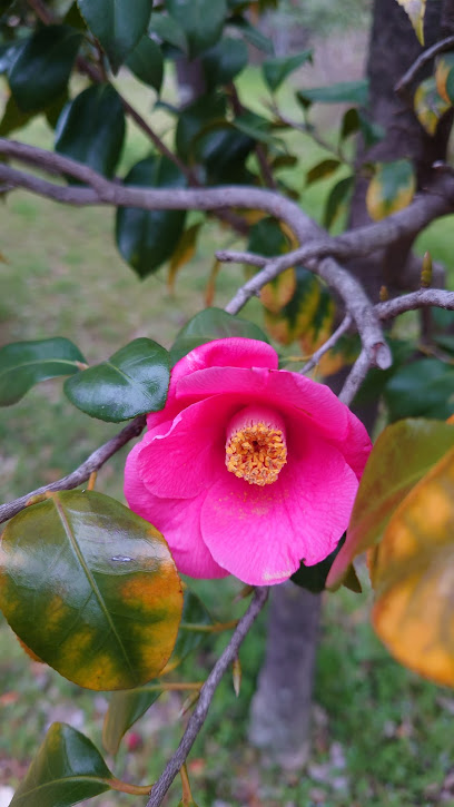 武蔵野中央公園花木園