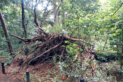 Serpent Pine